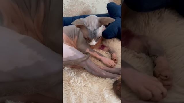 Мэни болеет ? смотреть онлайн