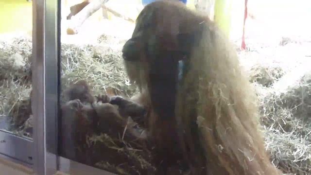 Orangutan Bruno And His Favourite Wife Matra Make Sweet Love At Munich Zoo - Tierpark Hellabrunn