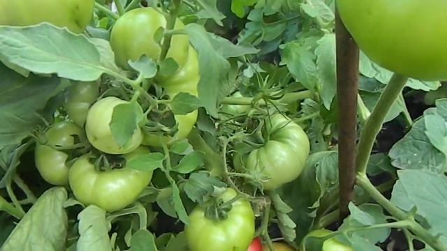 Томат Ермак. смотреть онлайн