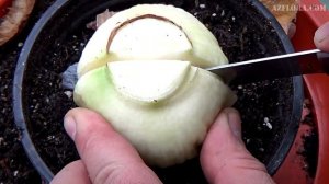 РАЗМНОЖЕНИЕ ГИППЕАСТРУМА ДЕЛЕНИЕМ ЛУКОВИЦЫ | Уход за растением