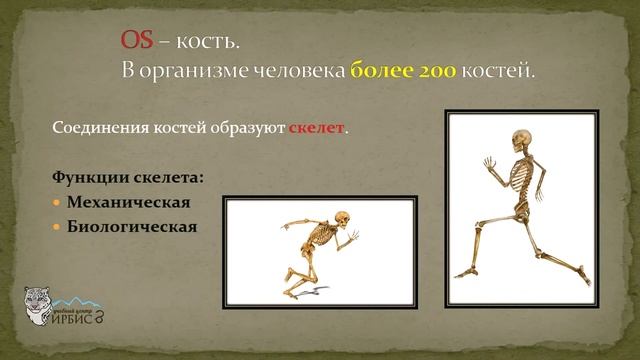 Учебный центр "Ирбис". Анатомия смотреть онлайн