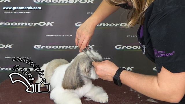 Grooming shih tzu (short cut) - From beginning to end смотреть онлайн