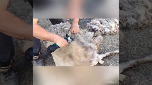 Стрижка барана электрической машинкой смотреть онлайн