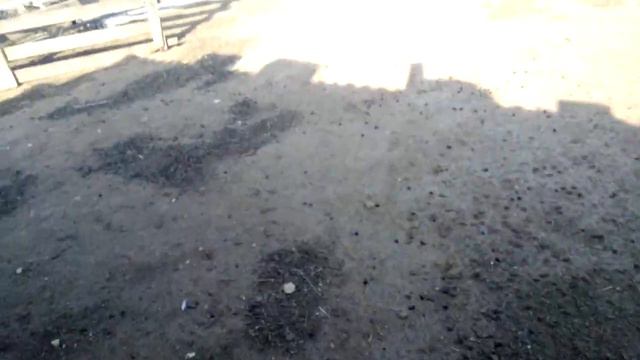 Новый петух 🐓!!! смотреть онлайн