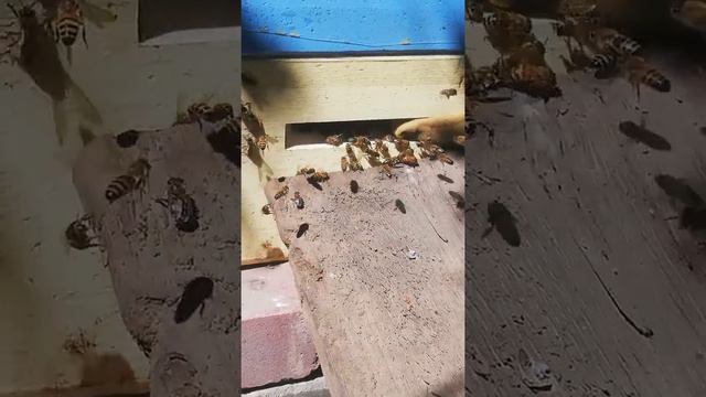 Забавные Жизни