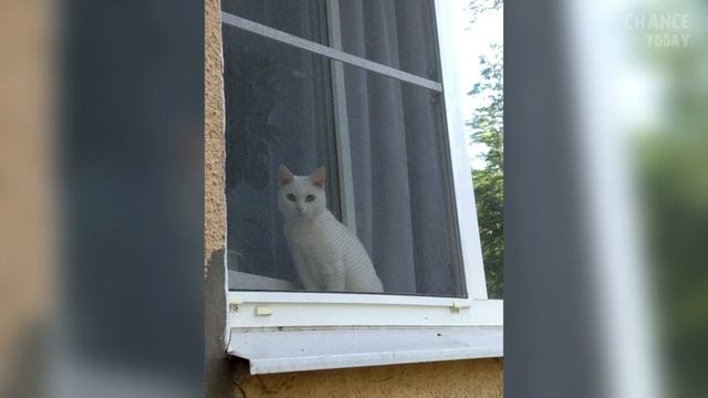 Застрявший енот из последних сил хватался за решетку смотреть онлайн