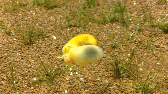 Улитка ампулярия... Кушает) смотреть онлайн