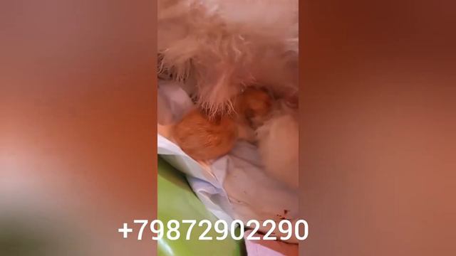 The birth of small dogs смотреть онлайн