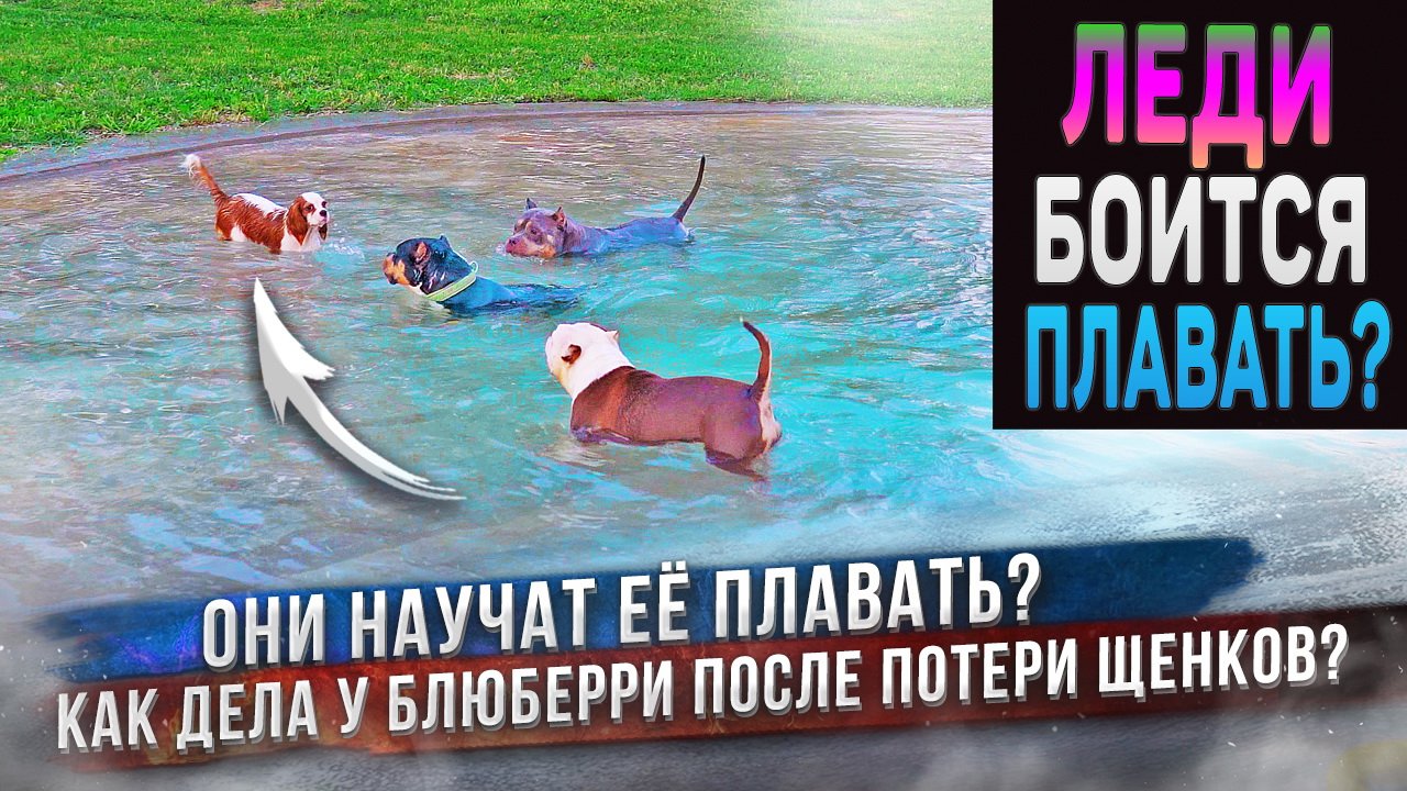 Когда Леди научится плавать? Что с Блюберри, которая потеряла щенков? смотреть онлайн