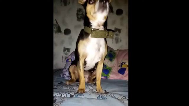 Она тебя укусит в переулке,если не поставишь лайк и не подпишешься :) смотреть онлайн