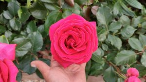 Роза Режис Маркон в Подмосковье