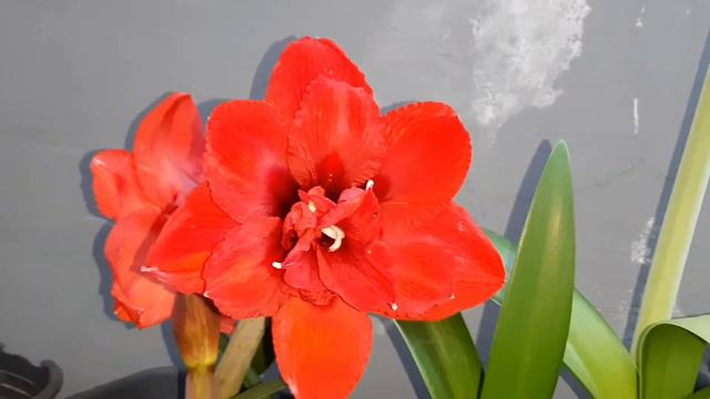 AMARYLLIS DOUBLE KING #гиппеаструм #amaryllis смотреть онлайн
