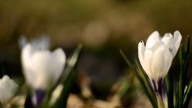 Фотографируем цветы. смотреть онлайн