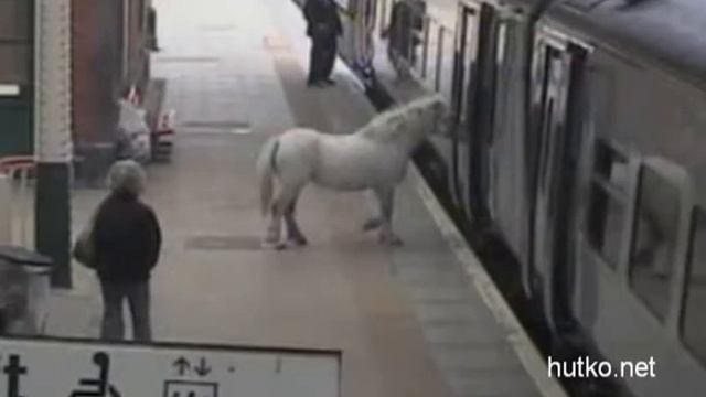 Фермер садит пони в поезд смотреть онлайн