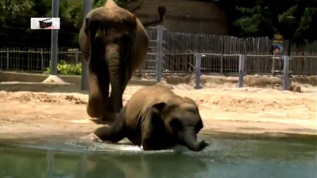 слонята любят купаться, как маленькие дети смотреть онлайн