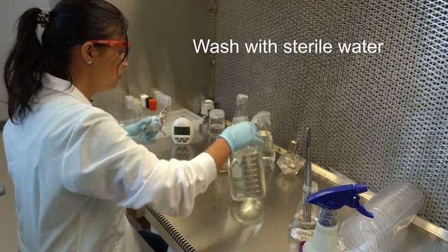 How to Make Plant Tissue Cultures смотреть онлайн
