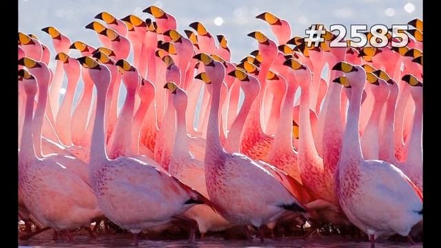 #2585. Фламинго (В мире животных) смотреть онлайн