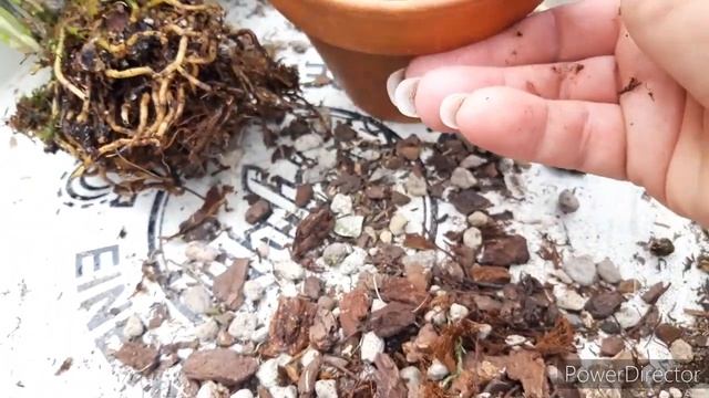 Ка посадить орхидею МАСДЕВАЛЛИЯ. Субстрат и  свет для орхидеи ?