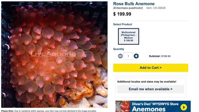 Top 10 Sea Anemones смотреть онлайн