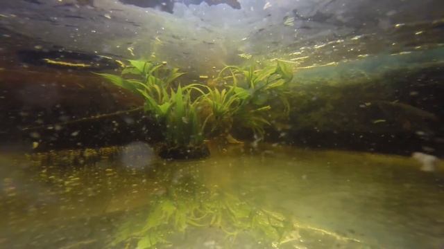 Красноухая Черепаха под водой смотреть онлайн