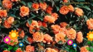 Роза плетистая Метанойя. Краткий обзор, описание характеристик, где купить саженцы