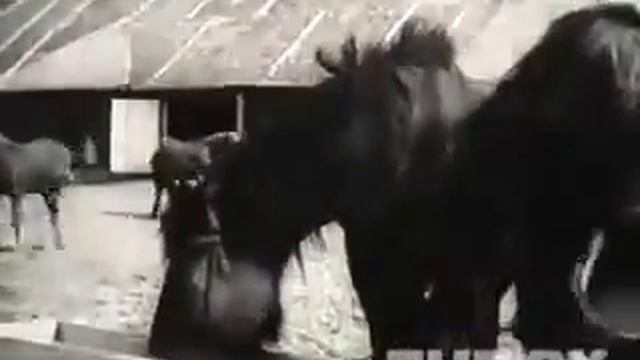 Негневичи. 1941 год. смотреть онлайн