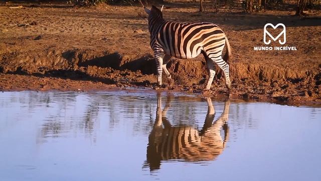 ZEBRA TENTA MATAR LEOA AFOGADA смотреть онлайн