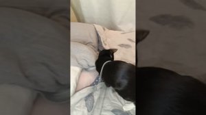 #котёнок #ориентал #животные  Оригинал 5 месяцев.