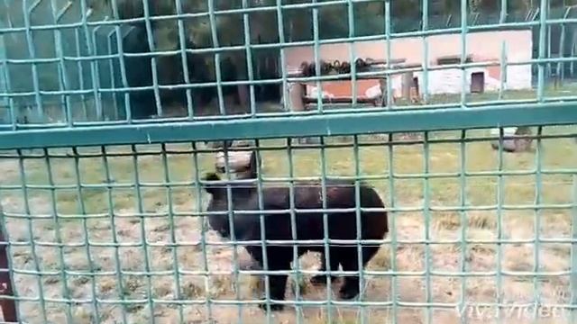 Гималайский медведь. Зоопарк. Белгород. смотреть онлайн