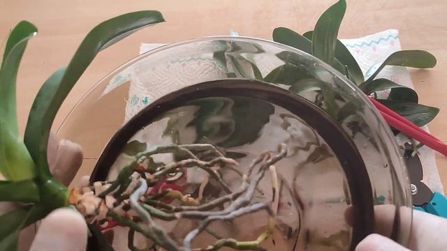 orchid care. Orchid Rescue. orchid irrigation.orchid enthusiasm.orchid treatment.orchid breeding смотреть онлайн