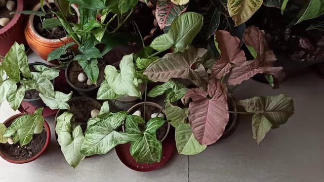 Syngonium/arrowhead 🌱plant collections/varities of syngonium plant🌱#gardening with geet Kumar. смотреть онлайн