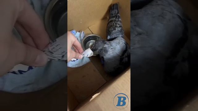 В Нефтеюганске ищут хозяев для брошенных матерью голубят. смотреть онлайн