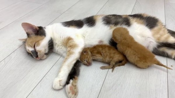 Calico mom cat Lima feeds her foster kittens