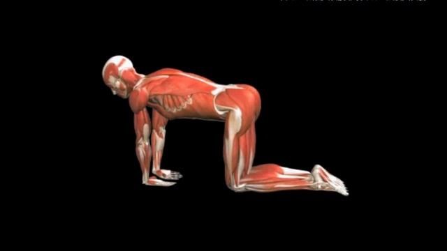 Растяжка разгибателей запястья стоя на четвереньках Stretch Wrist Extensor Kneeling смотреть онлайн
