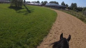 Верхом на лошади / видео от первого лица/ галоп/ фриз /Friesian