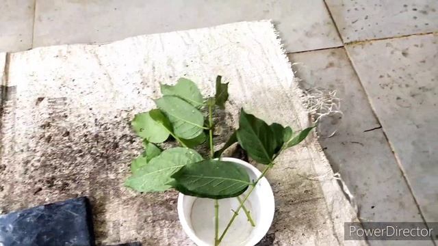 15 Tips on How to Prune & Propagate Rangoon Creeper Vine смотреть онлайн