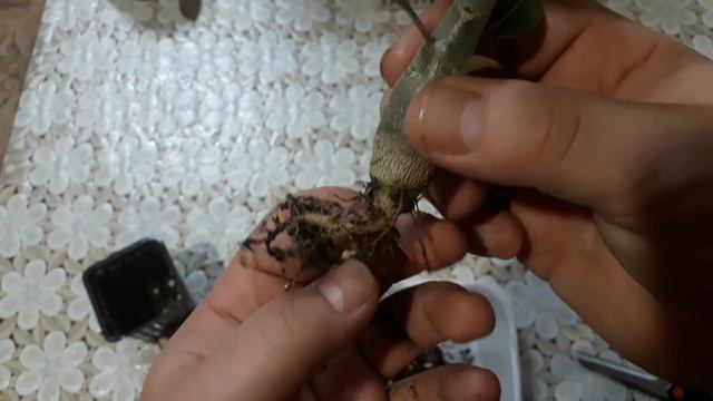 адениум обрезаю корень смотреть онлайн
