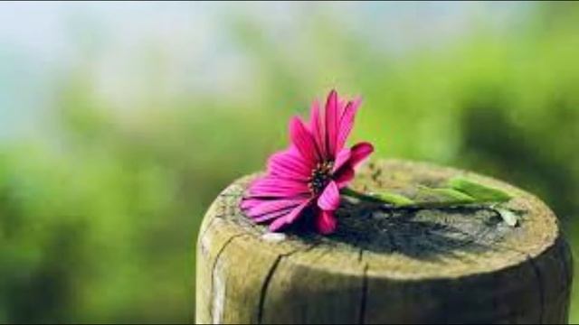 Music-Piano 2005 смотреть онлайн