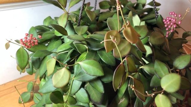 Hoya Bilobata (Should Be Called Hoya Burtoniae) Update - Hoya In Bloom