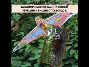 Гарантированная защита черешни и вишни от скворцов.