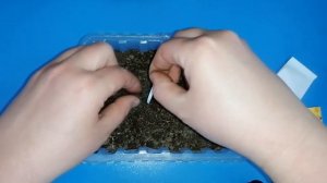 Флоксы однолетние.Посев семян на рассаду.