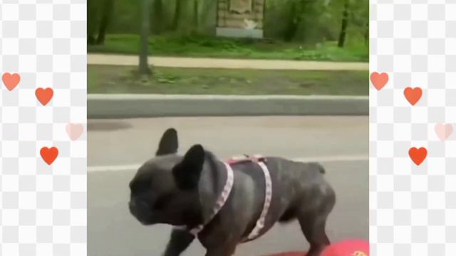 Самые СМЕШНЫЕ ЖИВОТНЫЕ😂 Смешные МОМЕНТЫ с ЖИВОТНЫМИ😂 Смешно до СЛЁЗ😂👍 смотреть онлайн