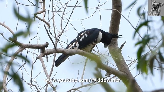 BLACK BAZA eating with gusto! смотреть онлайн