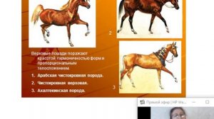 Разведение с х  животных 1 1