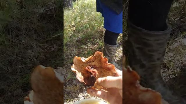 Виды грибов смотреть онлайн
