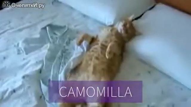 Реклама швабры с кошками смотреть онлайн