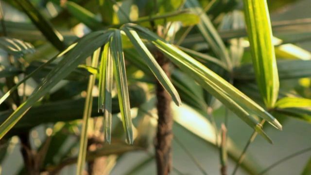 Canon 60D with 75-300mm f/4.0 Lens Video, 60fps to 30fps