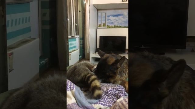 Время ночь, а мы не спим. Холодно сегодня, 5 мая -3. #video #animals #funny смотреть онлайн