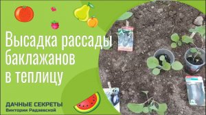 Высадка рассады баклажанов в теплицу