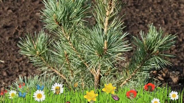 Сосна обыкновенная ? Обзор: посадка и уход. саженцы, крупномеры сосны : описание и особенности смотреть онлайн